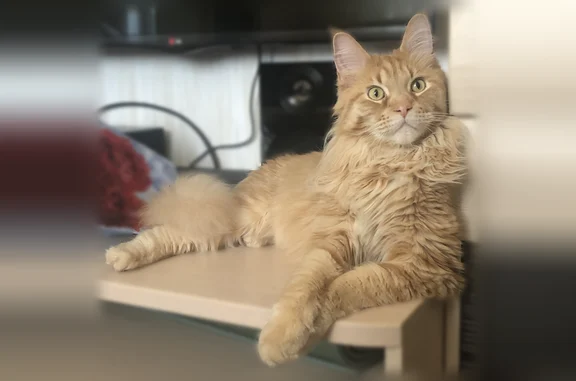 Кошки потеряшки, , фото: Потеряшка кошка, Деревня Лебяжий Луг, д. 7 — светло-оранжевый мейн-кун, 11 лет