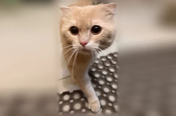 Найдена кошка, Киров, фото: Найдена кошка, Орловская, д. 10, Киров — рыжий котик, мальчик
