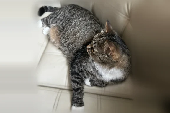 Пропала кошка, Медвежьегорск, Верхняя, д. 51, Медвежьегорск — кот мальчик, отзывается на Филя - photo