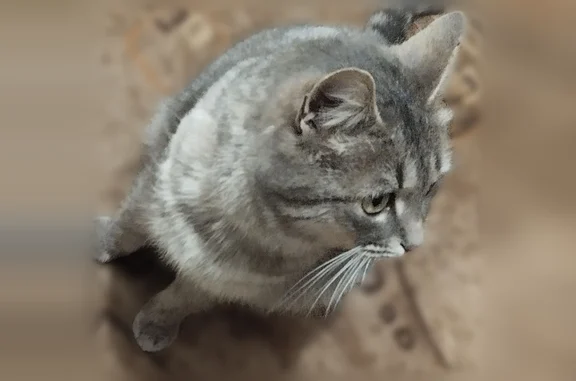 Кошки потеряшки, Иваново, фото: Потеряшка кошка, Лежневская, Иваново — у Семейного магнита, после операции