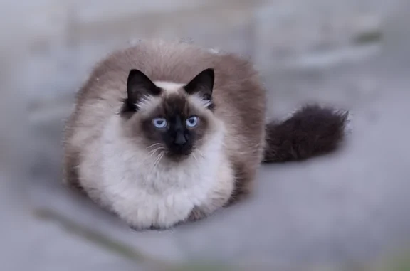 Найдена кошка, Тельмана, фото: Найдена кошка, Тельмана, д. 11 1, Тельмана — голубые глаза, очень пугливая