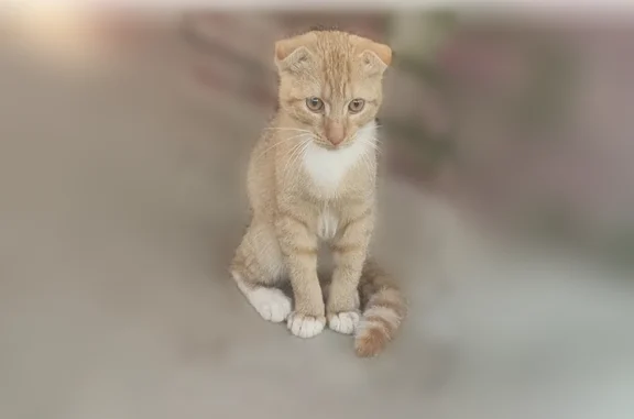 Найдена кошка, Поселок Озерный, Озёрный — рыжая, ласковая, молодой котик - photo