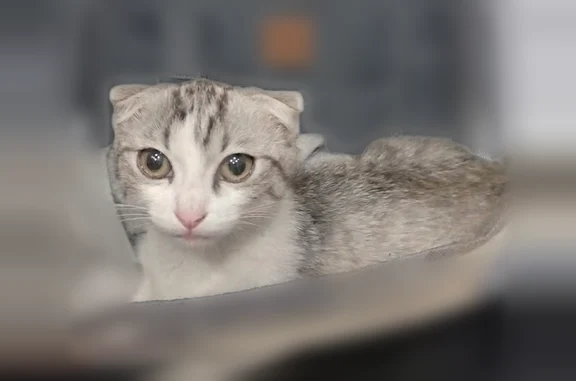 Найденные животные Мыски, фото: Найдена кошка, Мыски, Осенняя, д. 2А — белая вислоухая кошка, 2–3 месяца