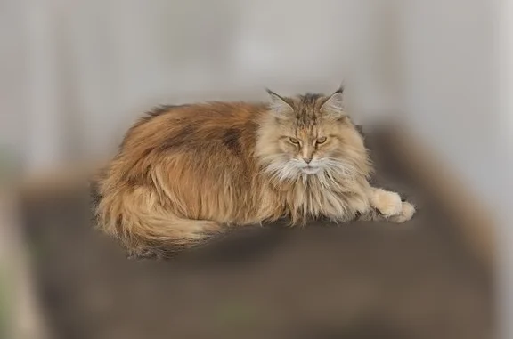 Пропала кошка, Село санатория 