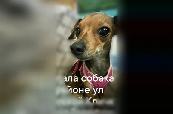 Пропала собака, Кисловодск, Одесская, д. 5, Кисловодск — светло- и тёмно-коричневая шерсть, чёрный ошейник - photo