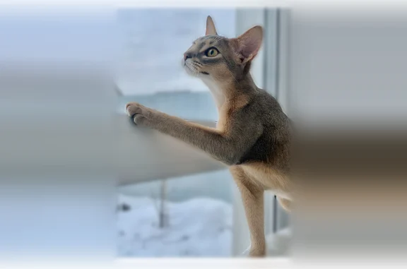 Пропала кошка, Поселок Прохладный, Изумрудная, Прохладный — стерилизована, откликается на кличку Мята - photo