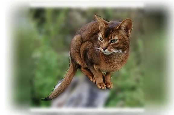 Пропала кошка, Деревня Ходаево (г Чехов), Сантория, Чехов — абиссинская, коричневая, в ошейнике - photo