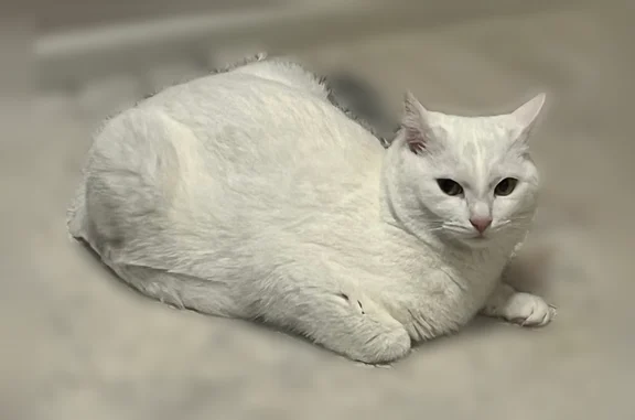 Пропала кошка, Жуковского, д. 14, Нижний Тагил — белая, пугливая - photo