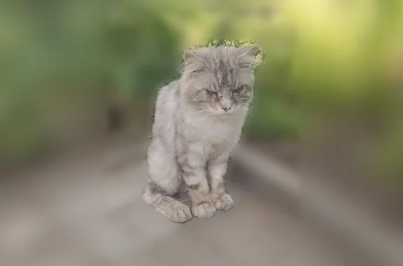 Найдена кошка, Москва, фото: Найдена кошка, Район Филимонковский (г Москва), д. 88, Москва — пострижена, крупная