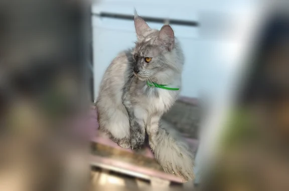 Найдена кошка, Звенигород, фото: Найдена кошка, Звенигород — серая