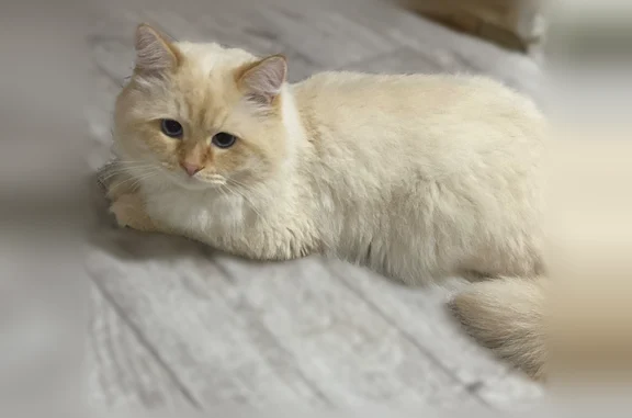 Пропала кошка, Советский, Титова, Советский - photo