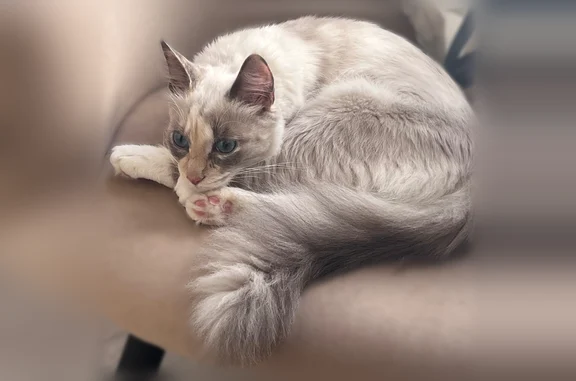 Найдена кошка, Пенза, фото: Найдена кошка, Пенза, Яшиной — найдена в подъезде жилого дома