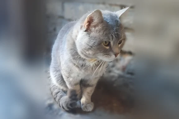 Пропала кошка, Социалистическая, д. 123, Ростов-на-Дону — серый кот, ласковый - photo
