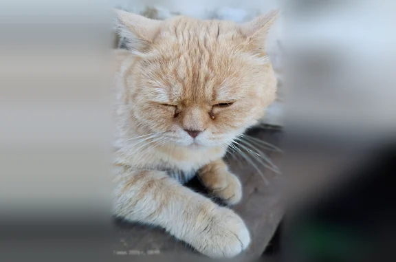 Найдена кошка, Кузнечиха, фото: Найдена кошка, Деревня Кузнечиха, Луговая, д. 11, Кузнечиха — светло-рыжая, взрослая