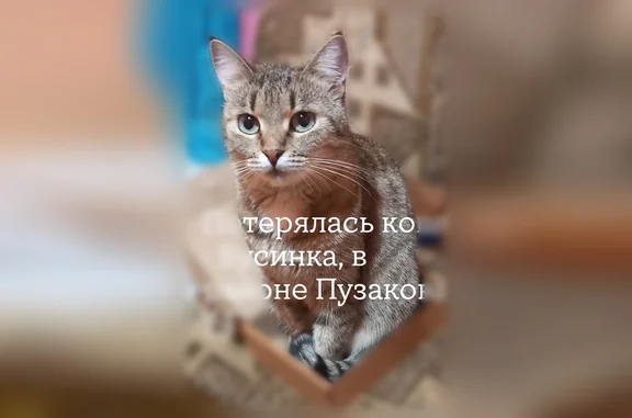 Пропала кошка, Район Зареченский (г Тула), Пузакова, д. 74, Тула — ушла в форточку на первом этаже - photo