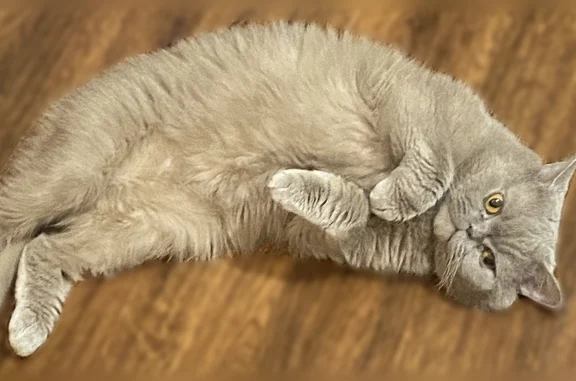 Пропала кошка, Поселок Кутузовское — дымчатый, боится собак, хрипит - photo