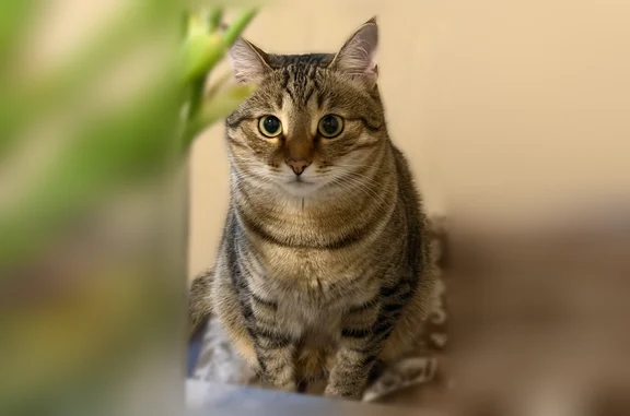 Пропала кошка, Воронеж, Плехановская, д. 62 — серо-коричневый полосатый кот, убежал с балкона - photo