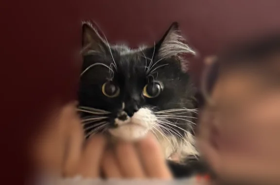 Пропала кошка, Ново-Полянская, Кострома — чёрная, маленькая, с белыми пятнами - photo