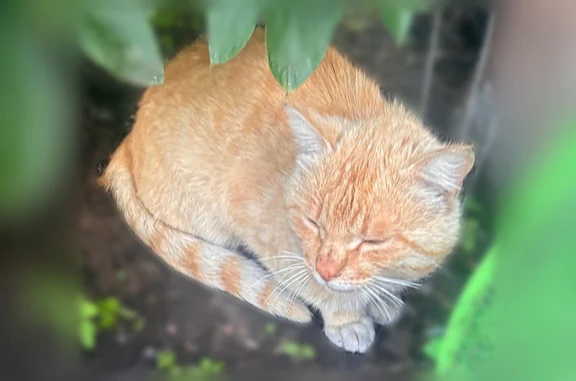 Найдена кошка, Чита, фото: Найдена кошка, Чита — рыжий окрас, зелено-голубые глаза