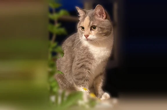Пропала кошка, Ставрополь, пр-д Ботанический, 8А — кличка Кисаня, осторожная - photo