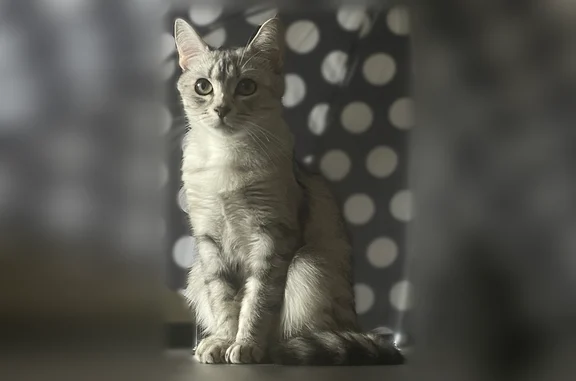 Пропала кошка, Ишимбай, Машиностроителей, д. 20 — жёлтые глаза - photo