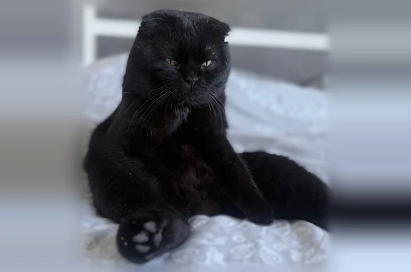 Пропала кошка, Шадринск, 9 Мая, д. 28, Шадринск — 6 лет, вислоухая - photo