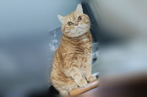 Пропала кошка, Пушкина, д. 113, Пермь — рыжий котик, 8 лет, кастрирован - photo