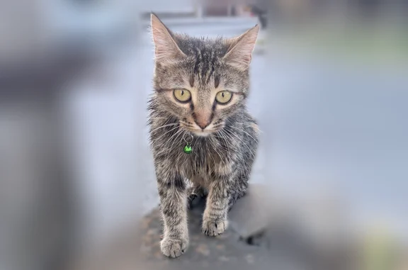 Найдена кошка, Симферополь, фото: Найдена кошка, Симферополь, Садовая, д. 85 — многоцветная, с зелёным ошейником