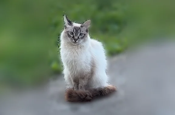 Найденные животные Чебоксары, фото: Найдена кошка, Чебоксары, Максима Горького, д. 33