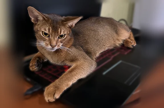 Пропала кошка, Молодежная, д. 22, Долгопрудный — кот по кличке Чивас - photo