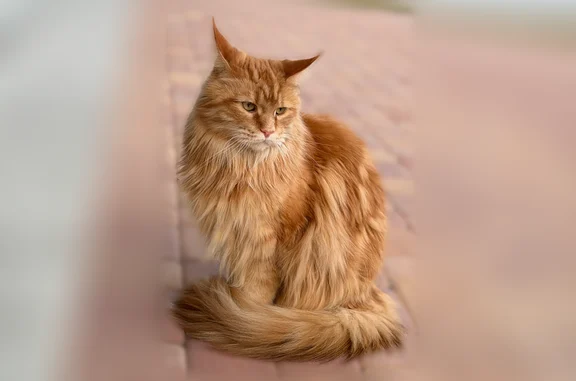 Пропала кошка, Район Выборгский (г Санкт-Петербург), Санкт-Петербург - photo