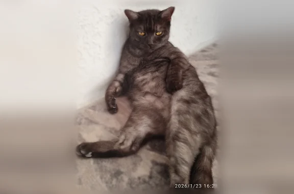 Пропала кошка, Село Палимовка, Дружбы, д. 92, Палимовка — на левой щеке ранка, домашняя, стерилизованная - photo