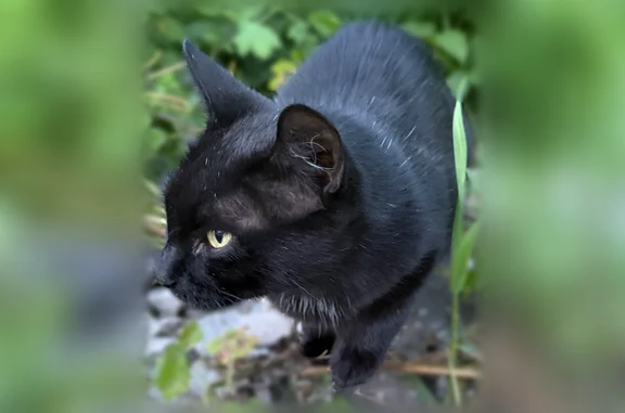 Найденные животные Йошкар-Ола, фото: Найдена кошка, Йошкар-Ола, Карла Маркса, д. 103
