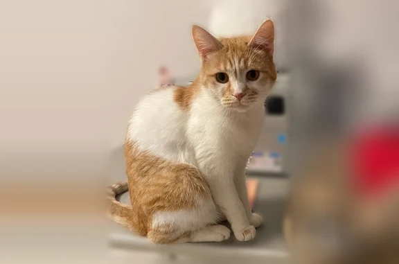 Пропала кошка, Павла Левитта, д. 24, Великий Новгород — зовут Персик - photo
