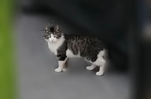 Найдена кошка, Петергоф, фото: Найдена кошка, Район Петродворцовый (г Петергоф), Халтурина, д. 15 3, Петергоф — похожа на домашнюю