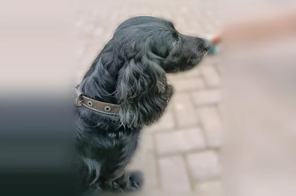 Найдена собака, Северодвинск, фото: Найдена собака, Северодвинск, Победы, д. 4