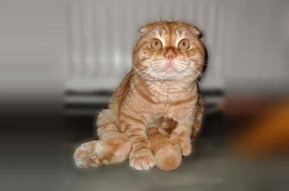 Пропала кошка, Майкоп, Школьная, д. 94, Майкоп — веслоухая, плохо прыгает - photo