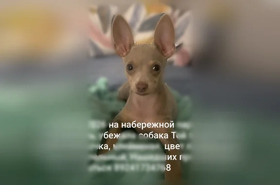 Пропала собака, Район Фрунзенский (г Владивосток), Батарейная, д. 1, Владивосток — девочка той-терьер, клейменая - photo