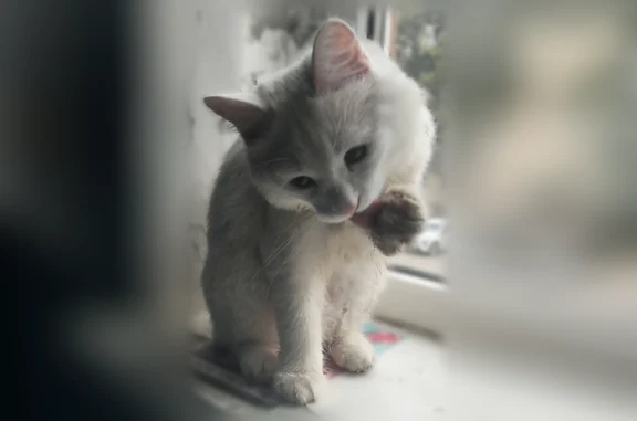 Найденные животные Уфа, фото: Найдена кошка, Уфа, Первомайская, д. 66/1 — отрезан хвост