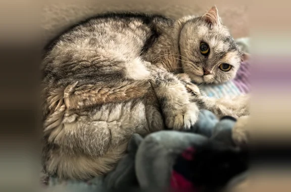 Пропала кошка, Южно-Сахалинск, С.Разина, д. 4, Южно-Сахалинск — 13 лет, худенькая, рыженькие пятнышки - photo