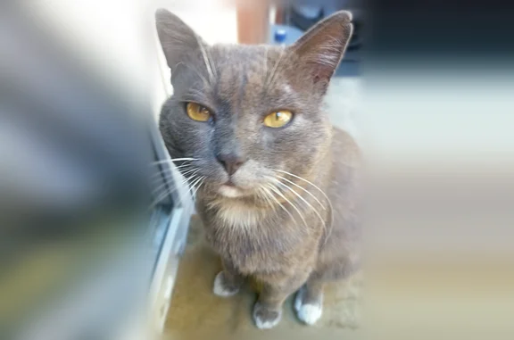 Пропала кошка, Район Железнодорожный (г Барнаул), Барнаул — серый кот, наполовину британец - photo