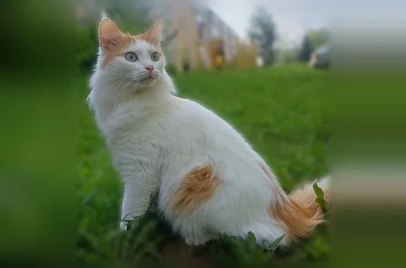 Объявления о пропавших и найденных животных, Кохма, фото: Пропала кошка, Кохма, Ивановская, д. 69 3 — белый с рыжими пятнами, зелено-голубые глаза