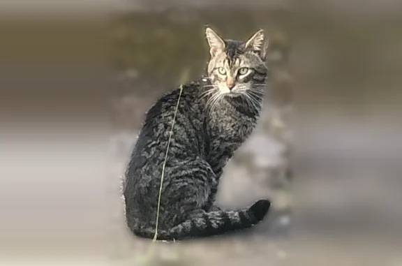 Найденные животные Семёновское, фото: Найдена кошка, Деревня Семеновское, Семёновское-Красное — не кастрирована