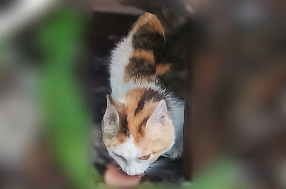 Найдена кошка, , фото: Найдена кошка, Деревня Малое Седельниково — трехцветная, с 4 котятами