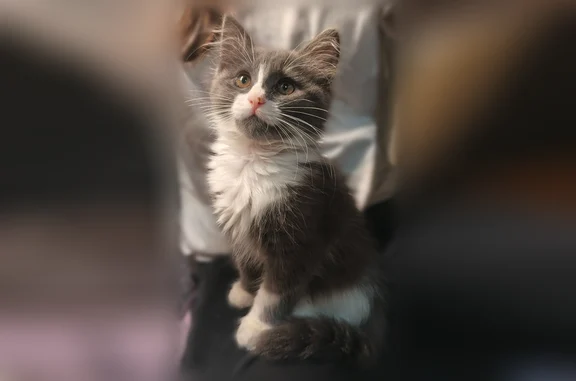 Пропала кошка, Королёв, Первомайская, д. 1 — 7 месяцев, пугливая - photo
