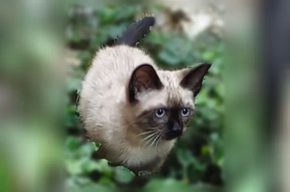 Пропала кошка, Таганрог, Розы Люксембург, д. 26 — сиамский кот, 3 месяца - photo