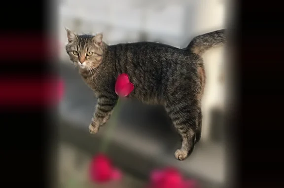 Пропала кошка, Галенчино, Рязань — кличка Ася - photo