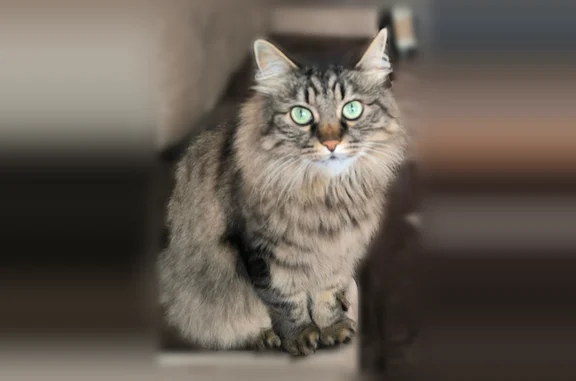 Пропала кошка, Сельцо, Горького, д. 6 — кот упал с балкона 4 этажа - photo