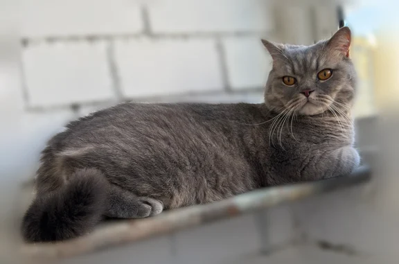 Кошки потеряшки, Вологда, фото: Потеряшка кошка, Вологда, Псковская, д. 12, Вологда — британец, серый, домашний кот