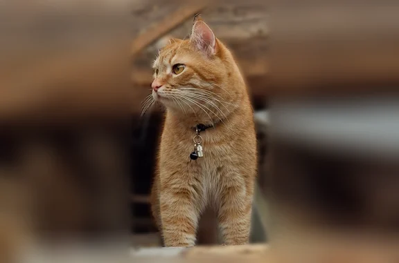 Кошки потеряшки, Белозерск, фото: Потеряшка кошка, Шукшина, Белозерск — рыжий, пугливый, в чёрном ошейнике